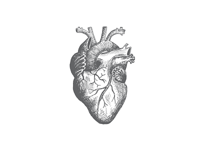 heart on anatomical beat drawing drawn heart heartbeat lobe love passion pen