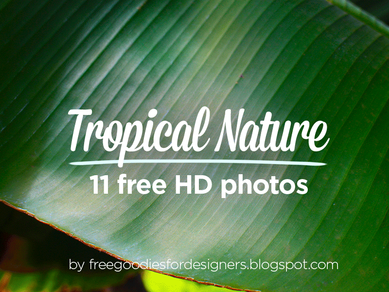 Free 11 Tropical Nature Photos HD free freebie freebies image images nature photography photos pics picture tropical
