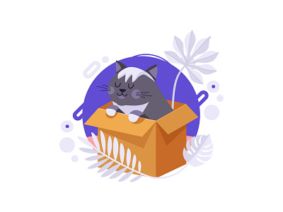 Cat in the box