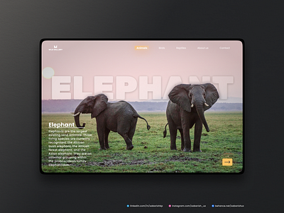 Having some fun with GlassMorphism - #3 Elephant app deisgn daily ui challeng dailyui glassmorphism typography uidesign user experience user interface