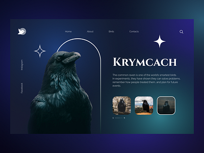 Raven Zoo Wildlife concept