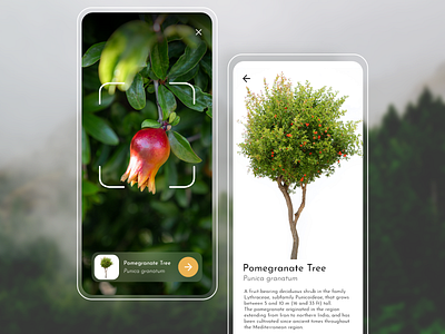 Tree Scanner/Recognition App adobe xd ai artificial intelligence artificialintelligence daily 100 challenge daily ui dailyui interface mobile app plant product recognition recognizer scanner travel tree ui ui design ux visual