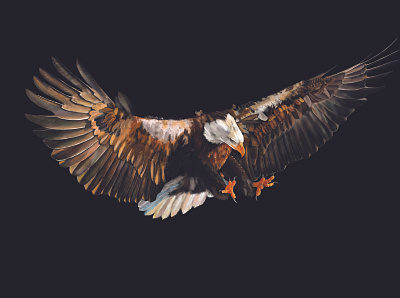 Bald Eagle american bald eagle animals bald eagle digital painting eagle eagle attack feathers flying eagle illustration predators