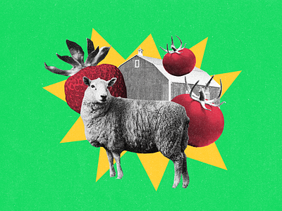 Sheeps n berries agriculture artwork barn berry climate change collage collapse editorial green illustration print regenerative sheep terra do tomato