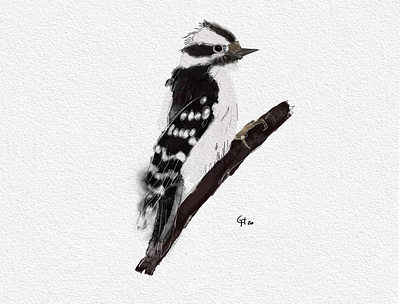 Black and white bird bird illustration black black and white blackandwhite design hand drawn illustration illustration design procreate