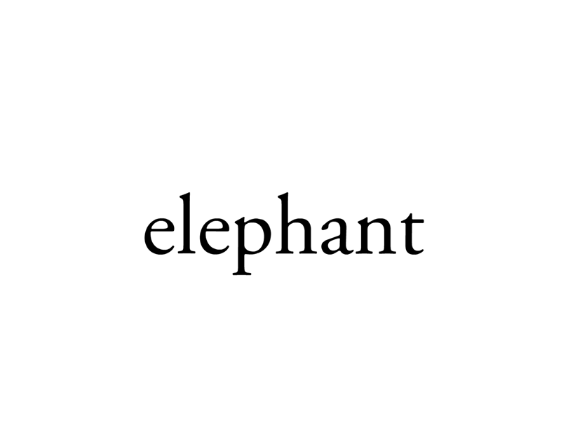Elephant animal elephant