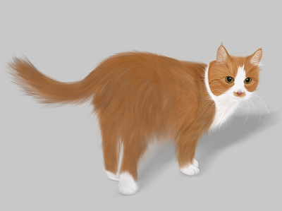 Cat cat procreate