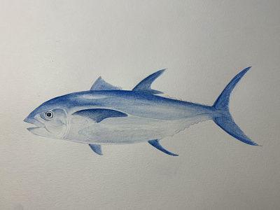 Study of Bluefin Tuna art art commission artwork colored pencil commission design illustration pencil traditional art watercolor