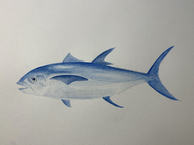 Study of Bluefin Tuna