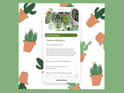 Daily UI FAQ cactus illustration design illustration plant procreate sketch succulent ui ux