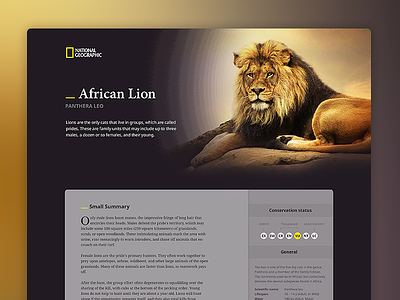 Panthera Leo — National Geographic article information layout lion typography ui ux wikipedia yellow