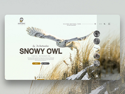 Web Design design ui web