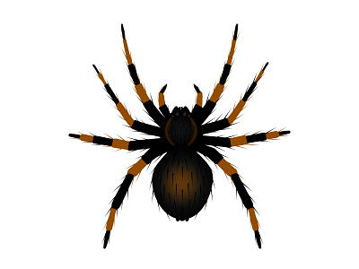 Spider tarantula element illustration spider spider tarantula tarantula