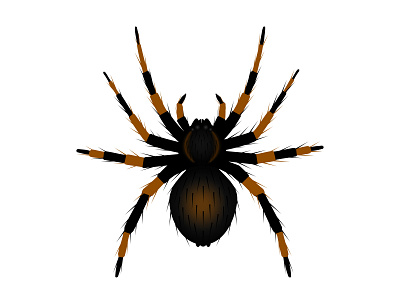 Spider tarantula