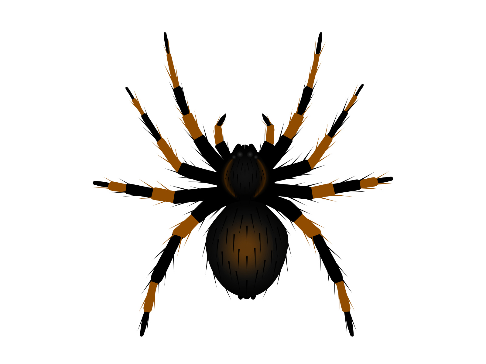 Spider tarantula by Jane Bahdanovich on Dribbble