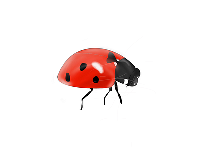 Ladybug bug digital drawing drawing ladybug nature procreate red