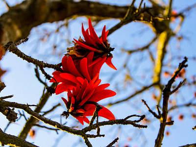 A flower a day keeps the negativity away.