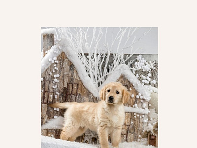 Baby Golden Retriever For Sale