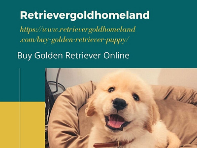 Buy Golden Retriever Online buy golden retriever online buy golden retriever puppy