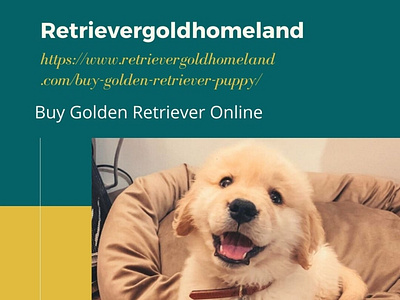 Buy Golden Retriever Online