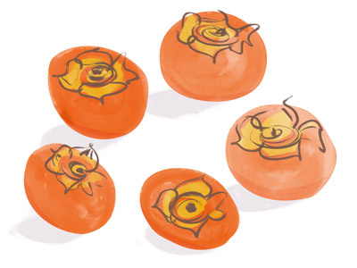 Persimmons fruit illustration persimmon sketch winter