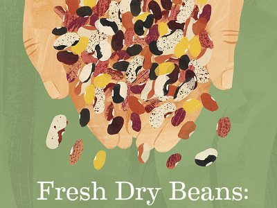 Remedy Quarterly . Fresh Dry Beans Illos beans editorial food illustrations fresh hands holding illustration legumes