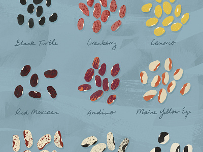 Remedy Quarterly . Bean Guide beans food illustration guide handwriting illustration legume