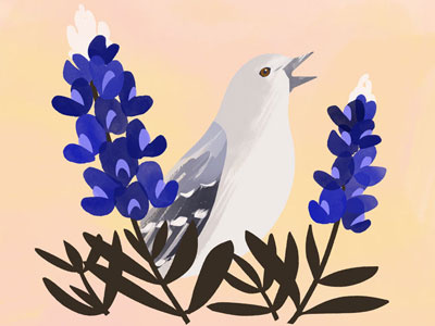 Texas State Bird and Flower bird botany flower illustration texas