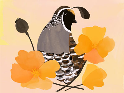 California State Bird & Flower bird botany california flower illustration