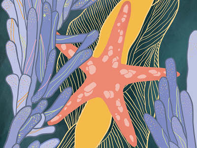 starfish illustration design illustration