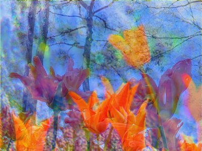 photomontage1 flower graphicart photomontage photoshop tulip ひたち海浜公園