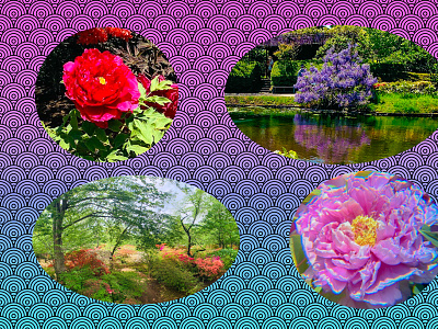 Beautiful flowers in spring season flowers photoshop spring つつじ 清水公園 牡丹 藤
