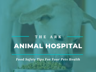 Food Safety Tips For Your Pets Health veterinarian dallas ga