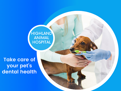 Take care of your pet's dental health fl