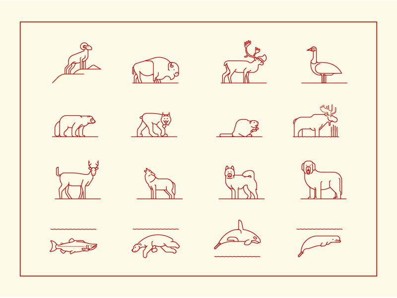Canadian Wildlife beluga whale orca polar bear wolf deer moose beaver lynx wolverine caribou bison canada