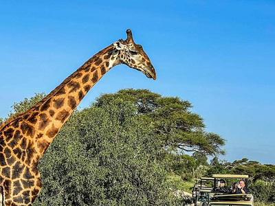 SERENGETI SINGITA