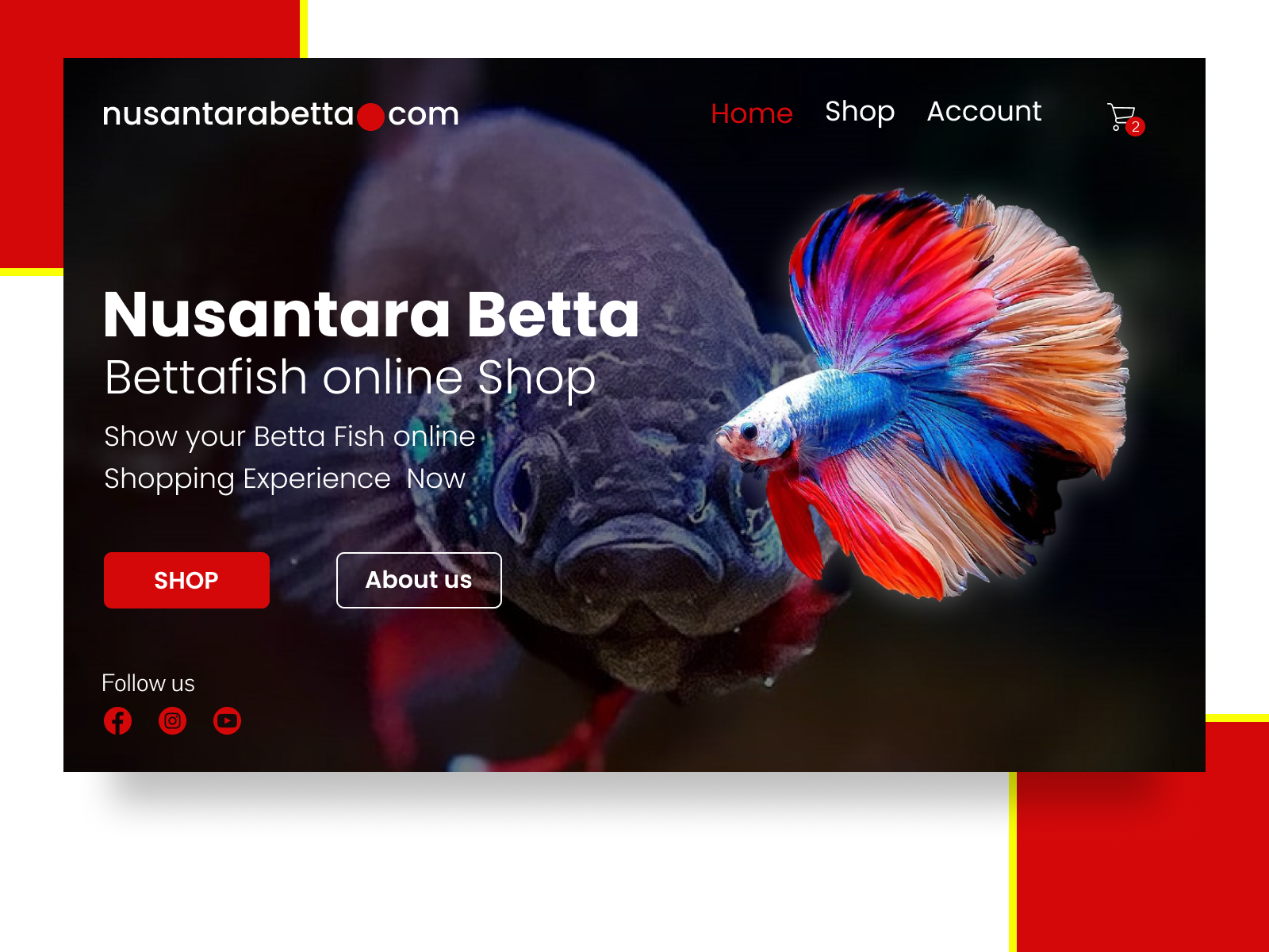betta fish website