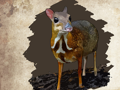 mouse deer