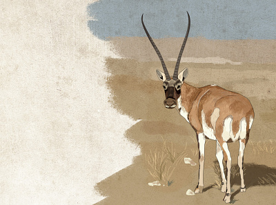 tibetan antelope animal character design characterdesign characters digital painting photoshop