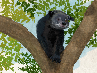 binturong