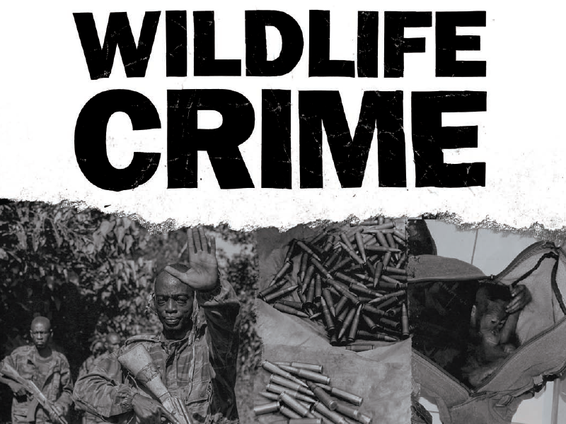 Wildlife Crime Brochure & Typography print texture diy dark gritty type typography brochure wildlife crime