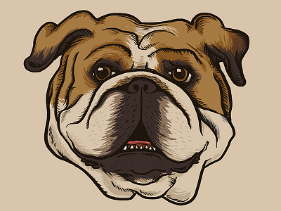Porterhouse animal beast bulldog dog drawing drawn english bulldog hound illustration mascot pet pup puppy university