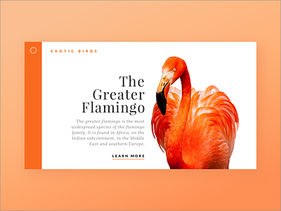 The Greater Flamingo birds exotic flamingo landing page minimal type typography ui web design