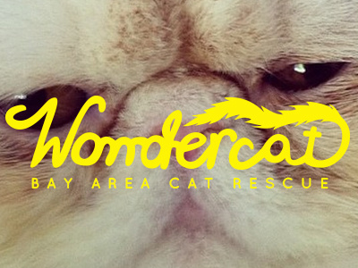 Wondercatlogo animal shelter cat cat rescue fur logo