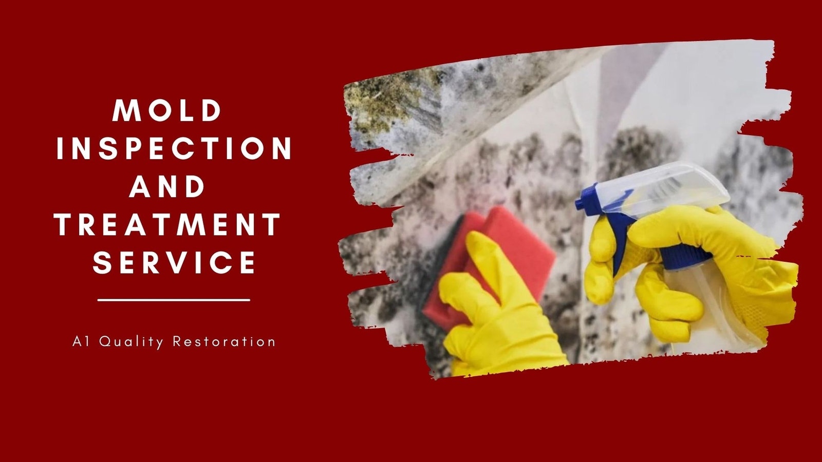 Mold Inspection and Treatment Service by A1 Quality Restoration on Dribbble