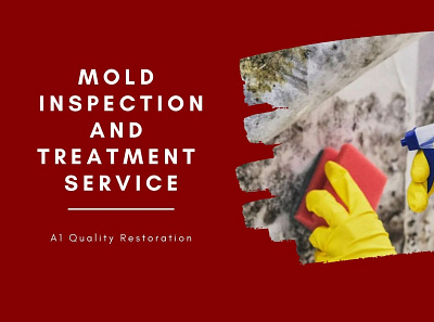 Mold Inspection and Treatment Service