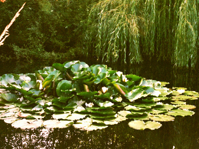 Dream land 35mm analog british columbia canada canon ae 1 film film photography photography vancouver island