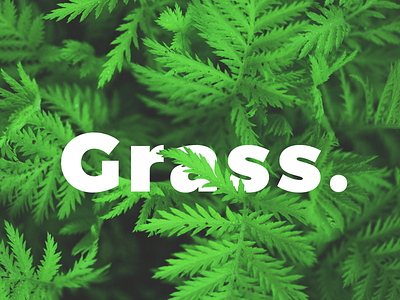 Grass. calligraphy grass minimal type typography