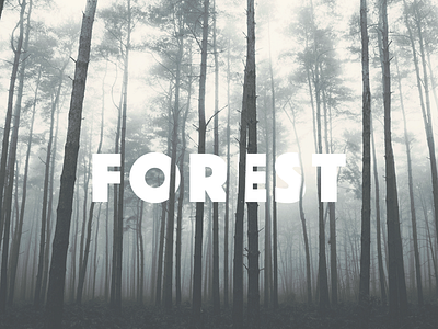 Forest calligraphy forest minimal type typography