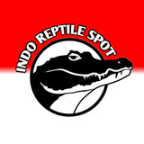 Dribbble profile picture for @reptile